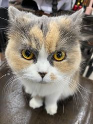 -柚子•猫美睫美甲