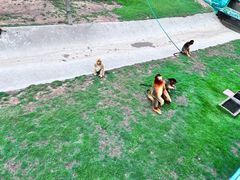 -西霞口神雕山野生动物世界