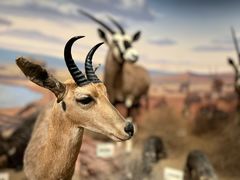 -陕西自然博物馆