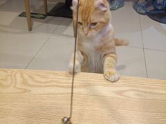-平行世界·猫咖(首经贸店)
