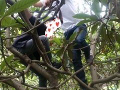 -塘栖枇杷特色园区