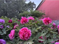 -北京市劳动人民文化宫(太庙)