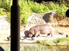 -奥兰多迪士尼动物王国乐园