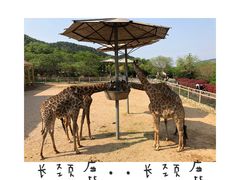 -青岛森林野生动物世界