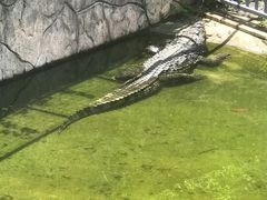 -深圳野生动物园