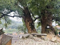 -杨家堂村