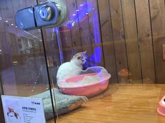 -龟与熊猫宠物公园(南坪店)