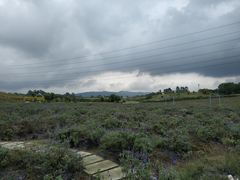 -紫颐香薰山谷景区