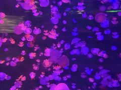 -重庆欢乐海底世界