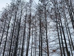 -月湖风景区