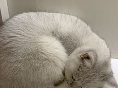 -Cappucimeow猫咪咖啡馆(韦伯时代店)