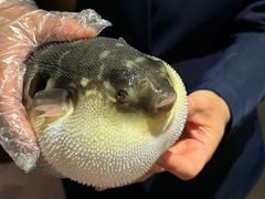 -肆月河豚·淮扬菜·湘菜(华天店)