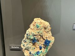 -美国自然历史博物馆