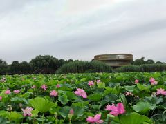 -荷塘月色湿地公园·向阳花洲