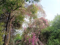 -深圳国际园林花卉博览园