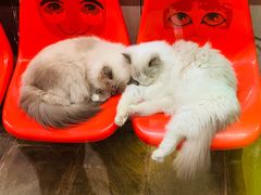 -猫咪博物馆(顶澳仔猫街店)