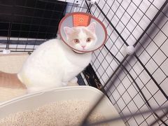 -创凡宠物医院·骨专科  猫科中心(西乡分院)