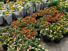 -龙大花卉苗木市场