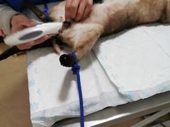 -灵美宠物诊所