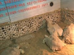 -上海大自然野生昆虫馆(东方明珠·爬宠昆虫探索中心)