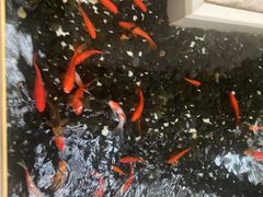 -太湖饭店玉兰厅(自助餐厅)