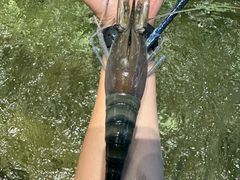 -桃源乐钓虾馆(松岗概念店)