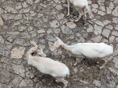 -石家庄市动物园