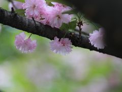 -九里云松·天香餐厅