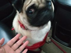 -艾贝尔宠物医院·狂犬免疫点(江山金象城店)