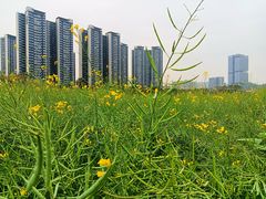 -光明小镇欢乐田园