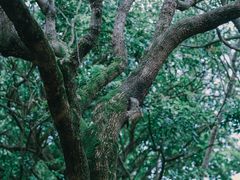-燕晗山郊野公园