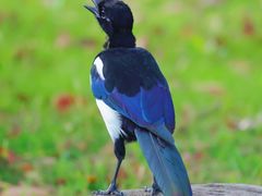 -白塘生态植物园