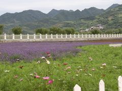 -曲江薰衣草庄园