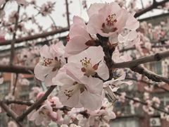 -桃花堤公园