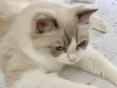 -喵园·猫主题咖啡厅·撸猫·猫咖(国贸店)