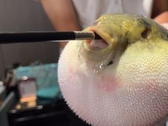 -鲐赏河豚(长寿店)