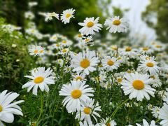 -春花秋色城市公园