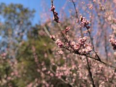 -上海滨江森林公园