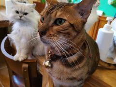 -李小姐の猫咖啡馆(五角场店)