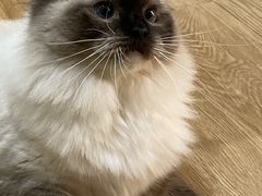 -滚猫咖啡·猫咖·猫友好撸猫(未来城店)