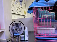-喜多萌中农锦绣动物医院24H·猫科·牙科MRI·CT