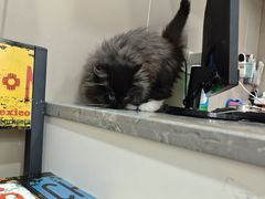-四月宠物医院·猫专科·心脏专科·内科(转塘店)