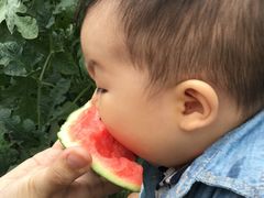 -庞各庄西瓜蔬菜采摘园·锦华瓜园