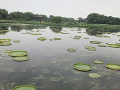 -荷塘月色湿地公园·向阳花洲