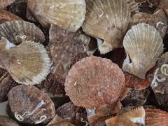 -宾朋海鲜特色美食餐厅·纯手工鲅鱼水饺(兴海路店)