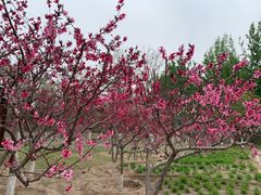 -永定河休闲森林公园