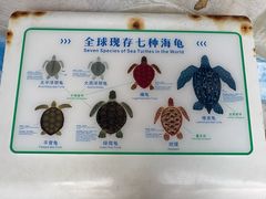 -广东惠东海龟国家级自然保护区