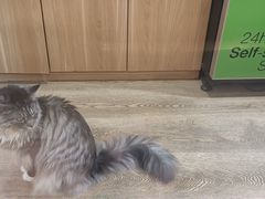 -MOCHA明星猫咖(田子坊店)