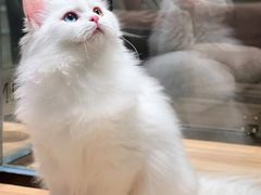 -袖虎·猫馆(体育西路店)