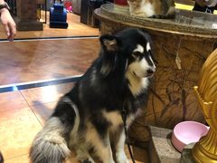 -more than meow吴止猫主题餐厅(承德 中船汇店)